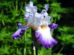 An iris from the garden.